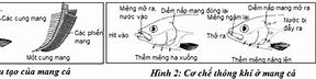 Cá Thở Ổ Nhiều Dã Man Thú Vui Dân Dã